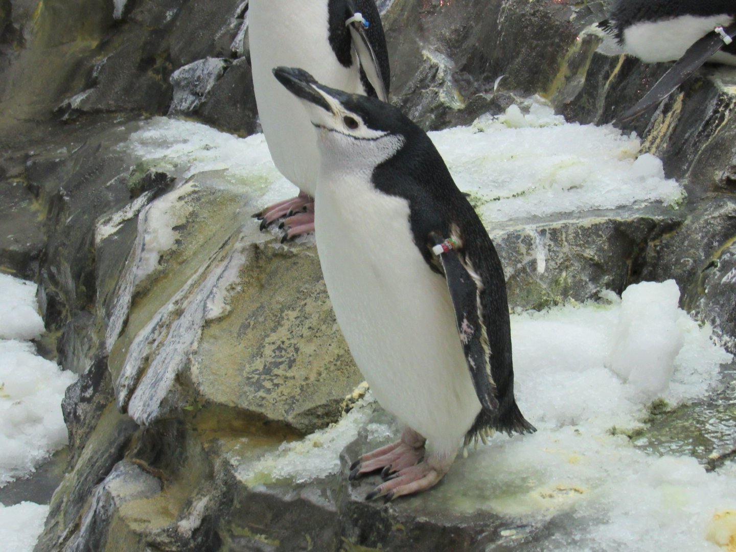 Chinstrap Penguin