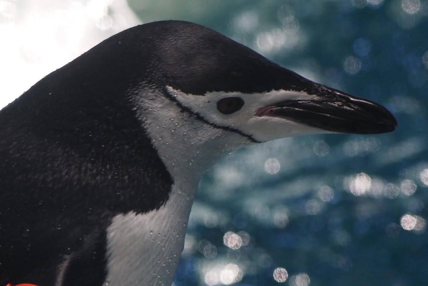 Chinstrap penguin