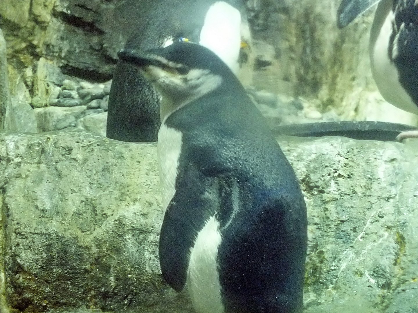 Chinstrap penguin