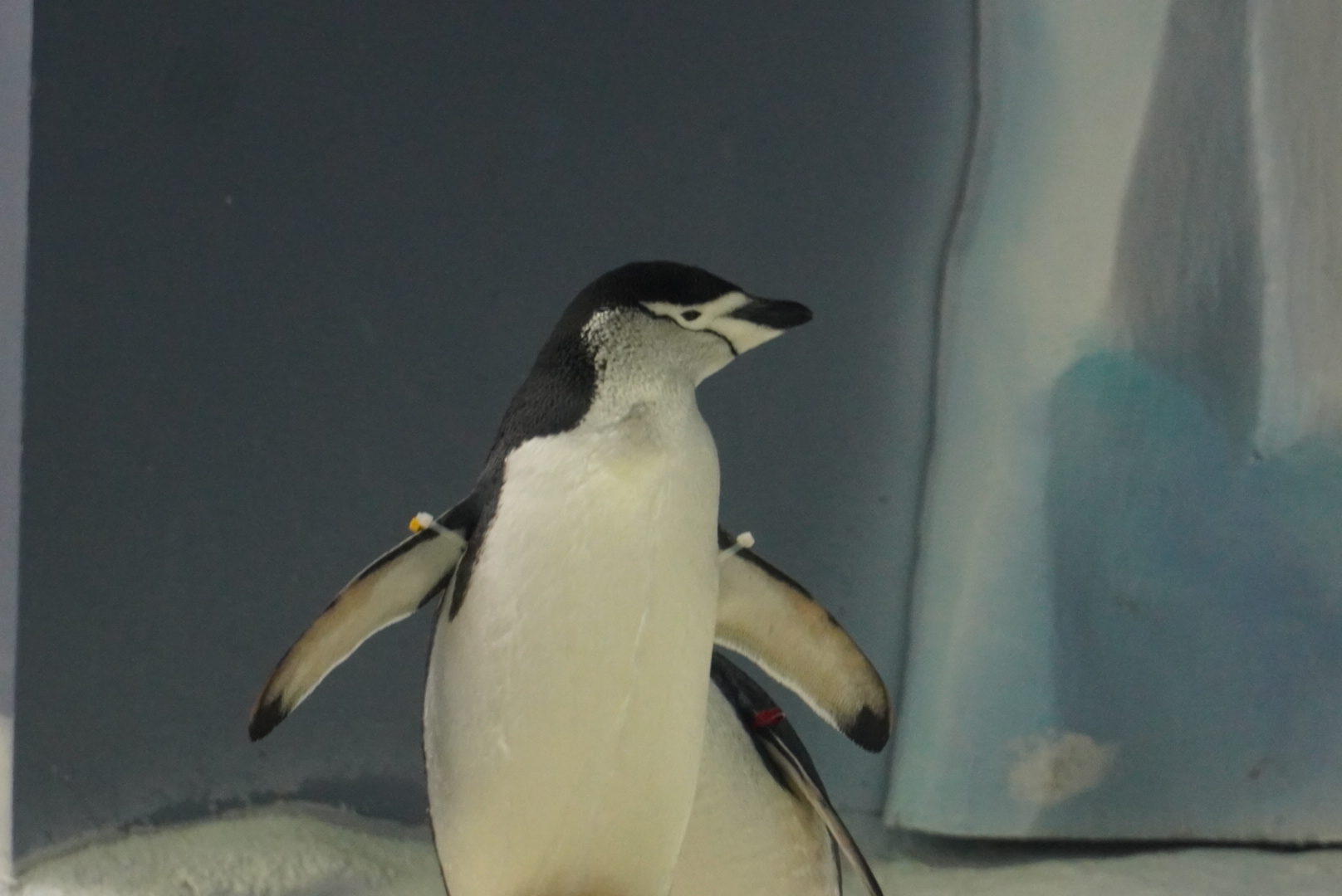Chinstrap Penguin