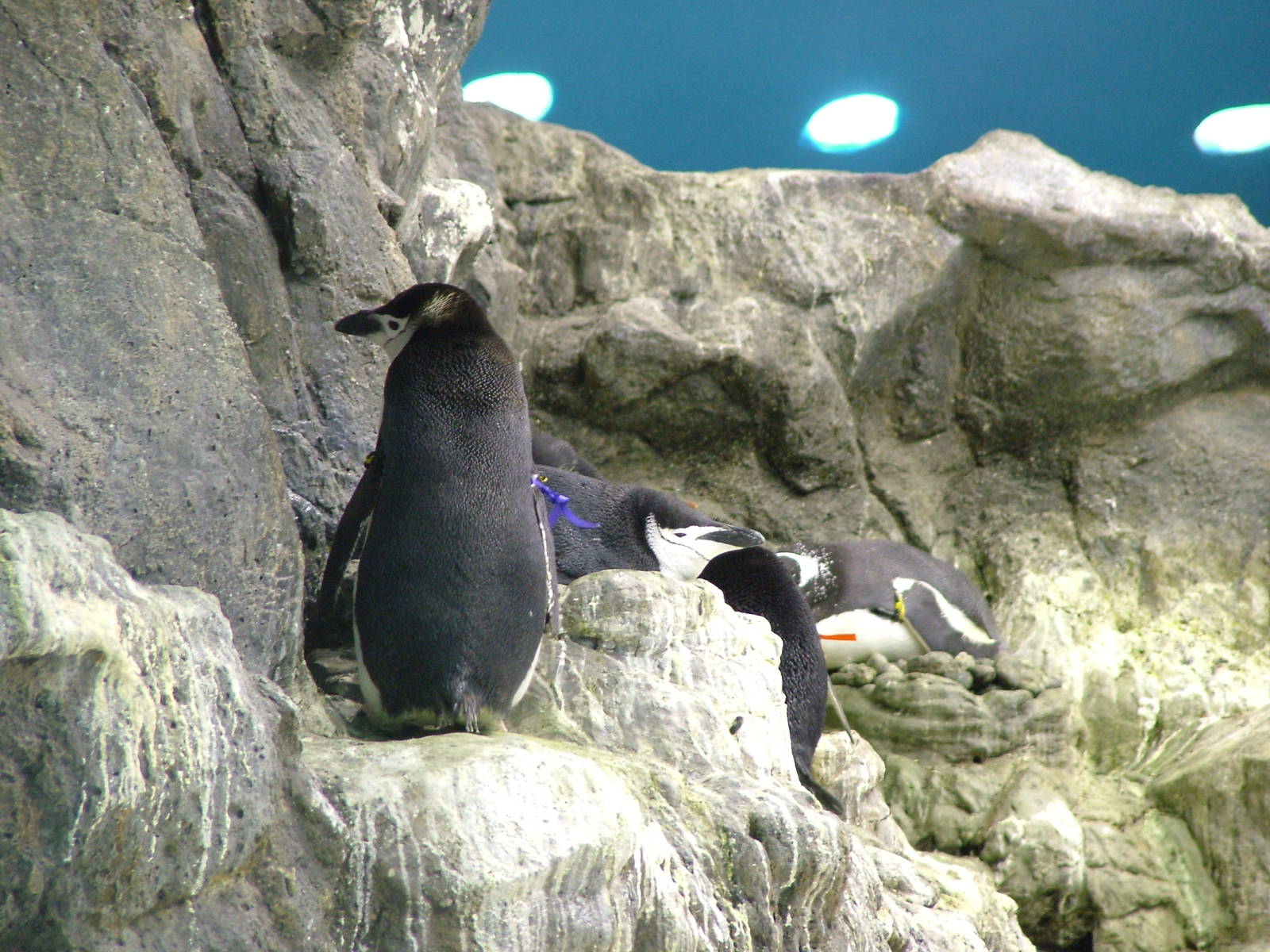 Chinstrap Penguins at Loro Parque, 08/11/10