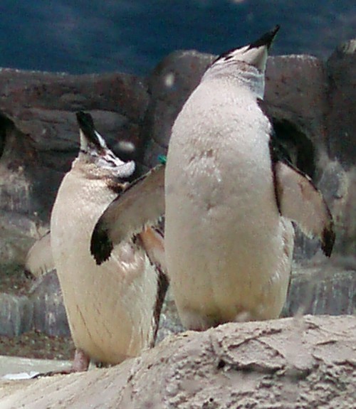 Chinstrap Penguins (Pygoscelis antarctica)
