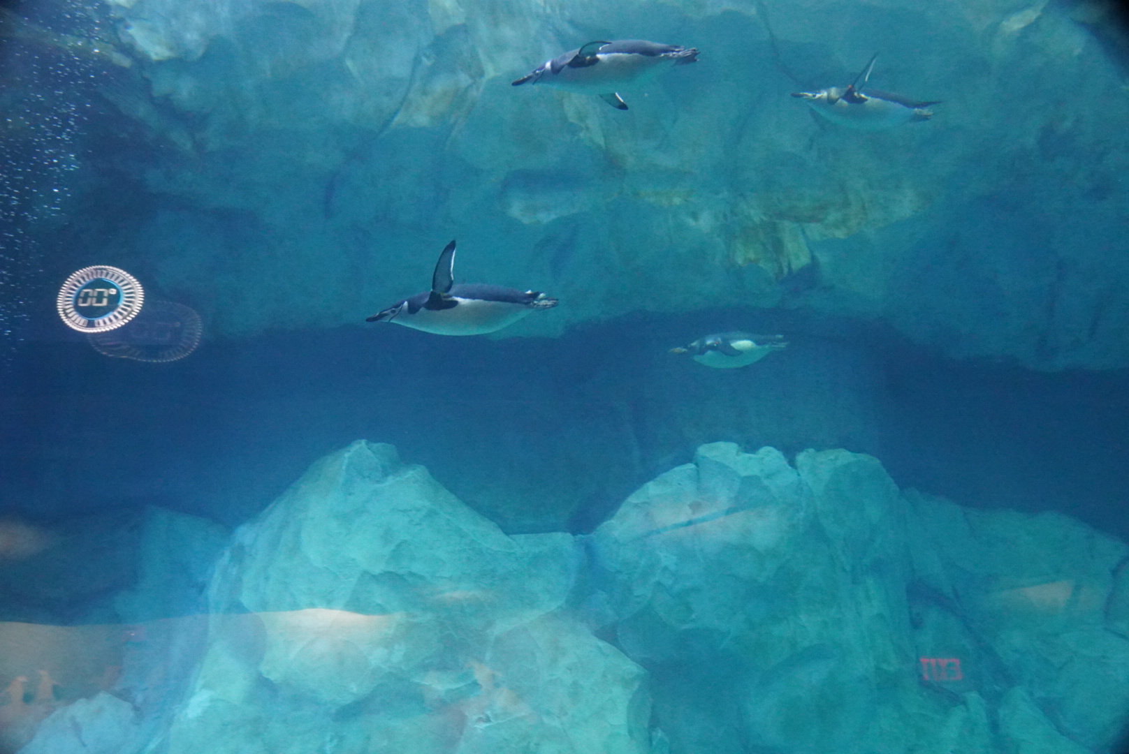 Chinstrap Penguins Swimming