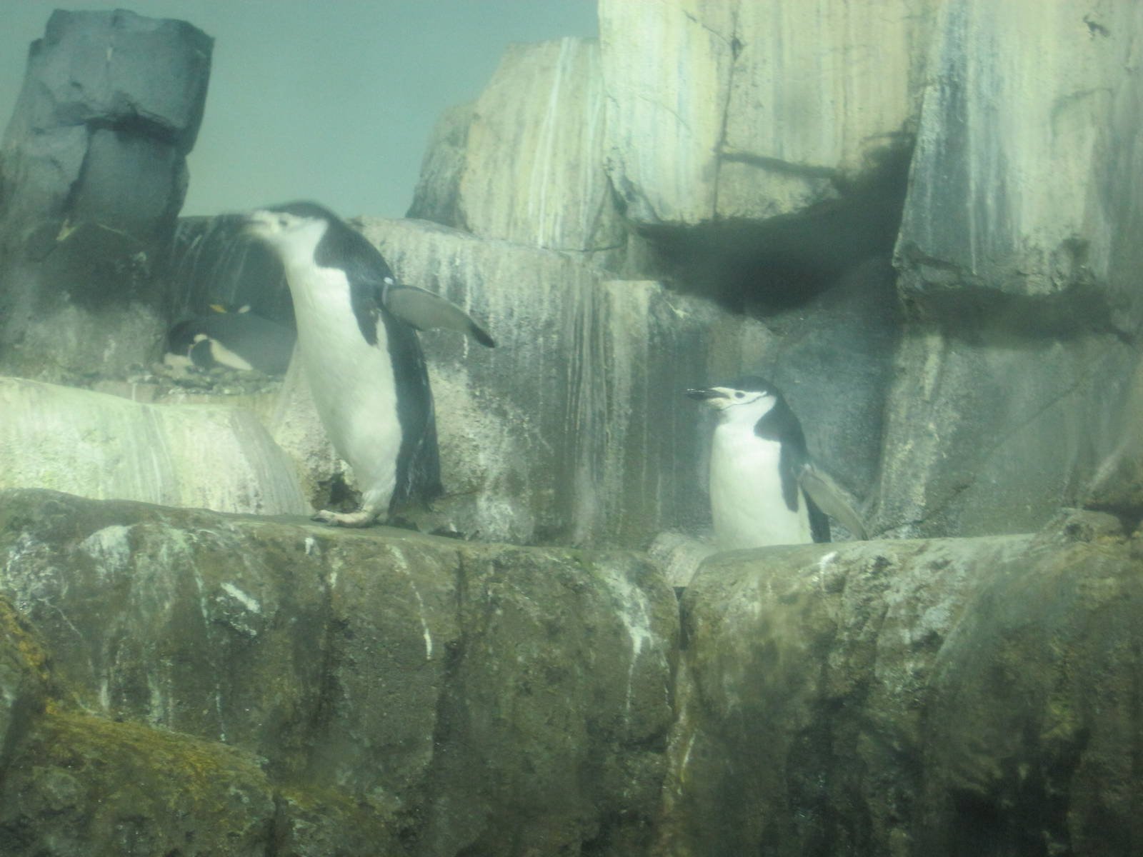 Chinstrap Penguins