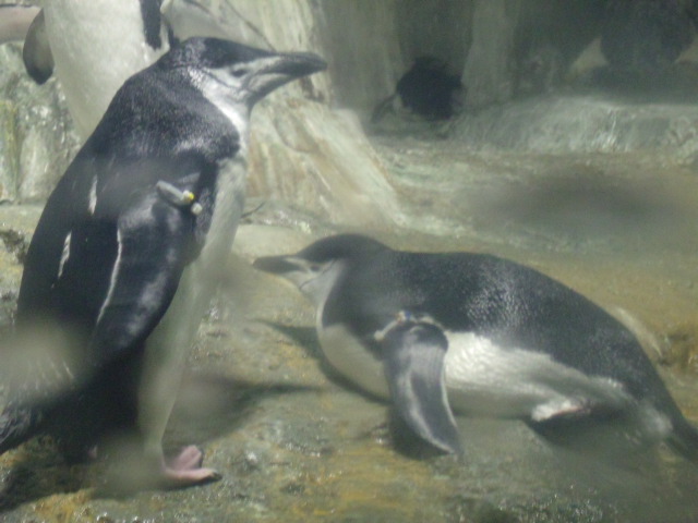 Chinstrap Penguins