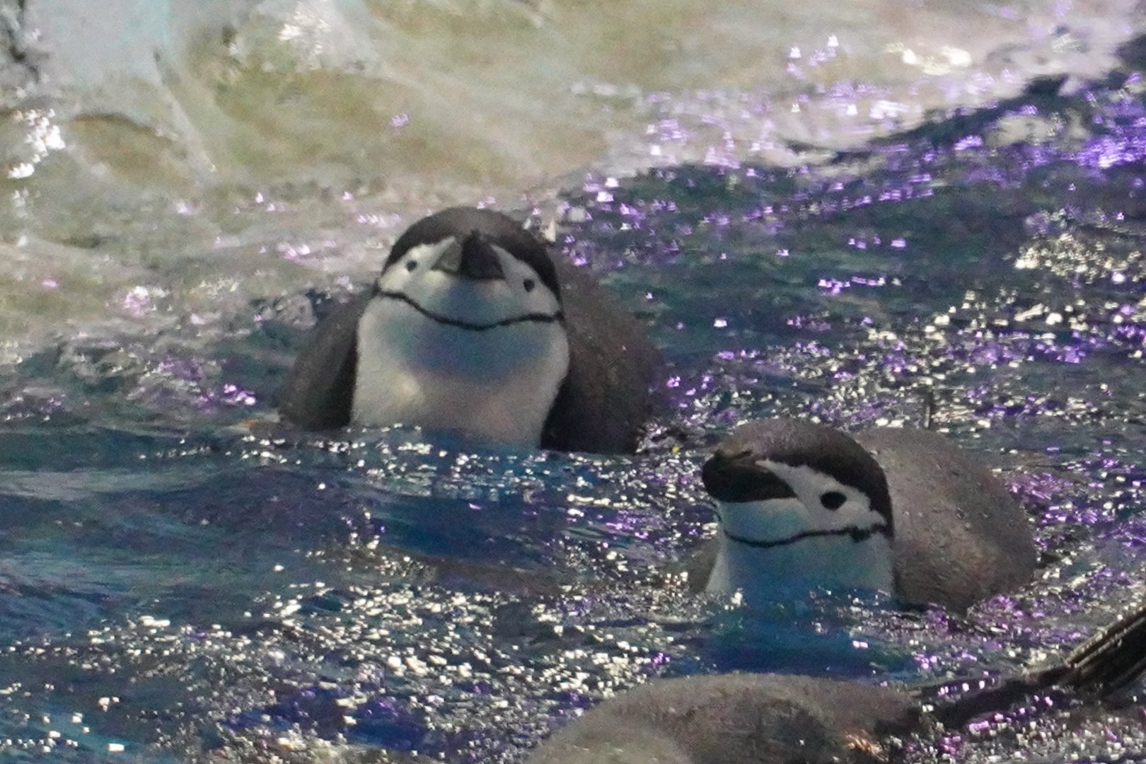 Chinstrap Penguins