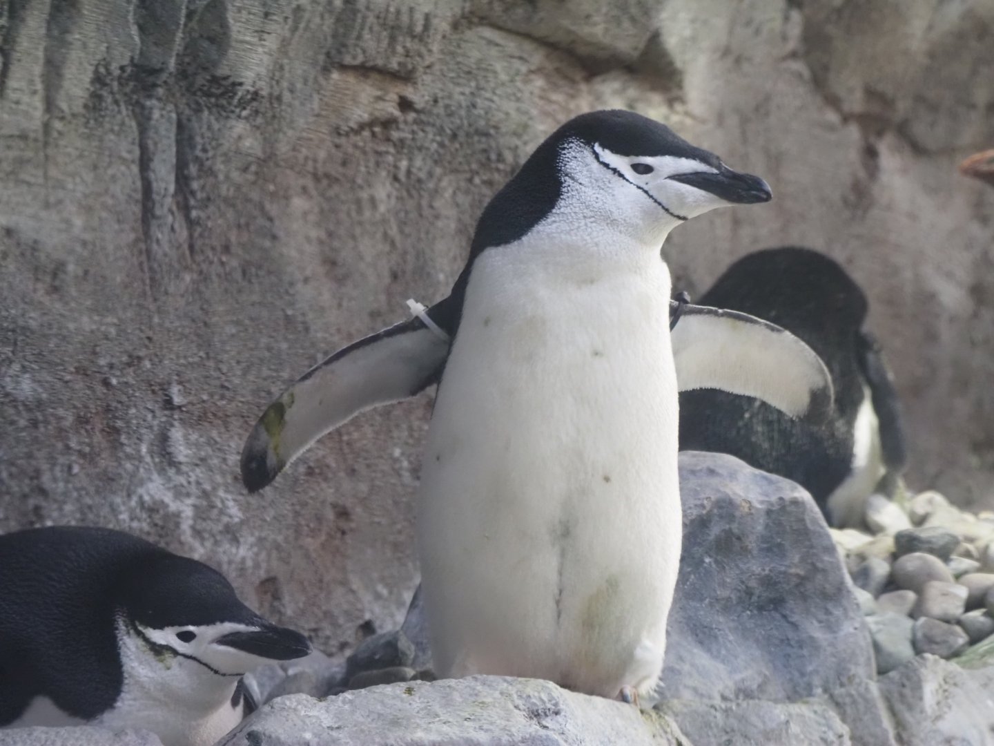Chinstrap Penguins