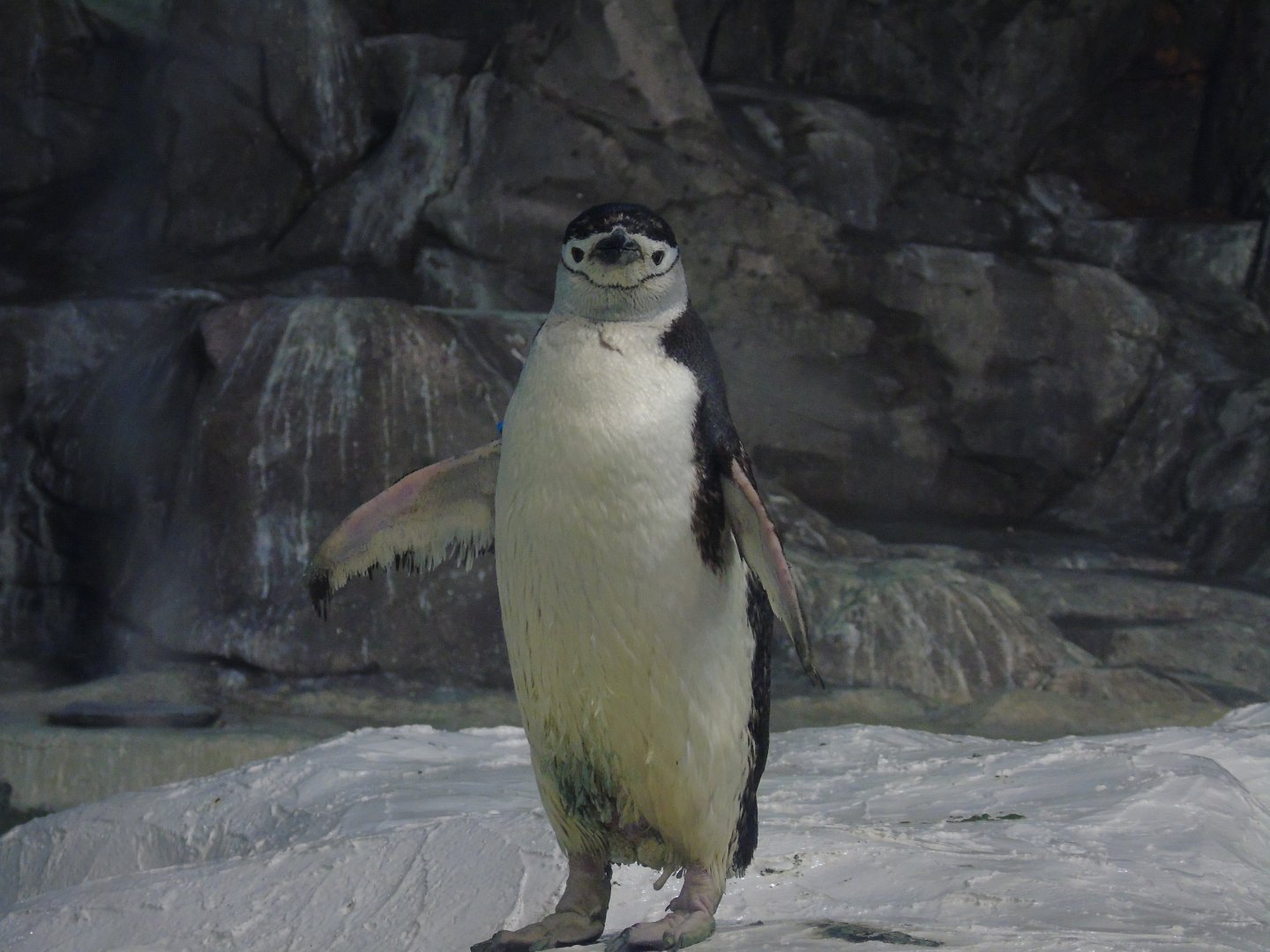 Chinstrap pinguin