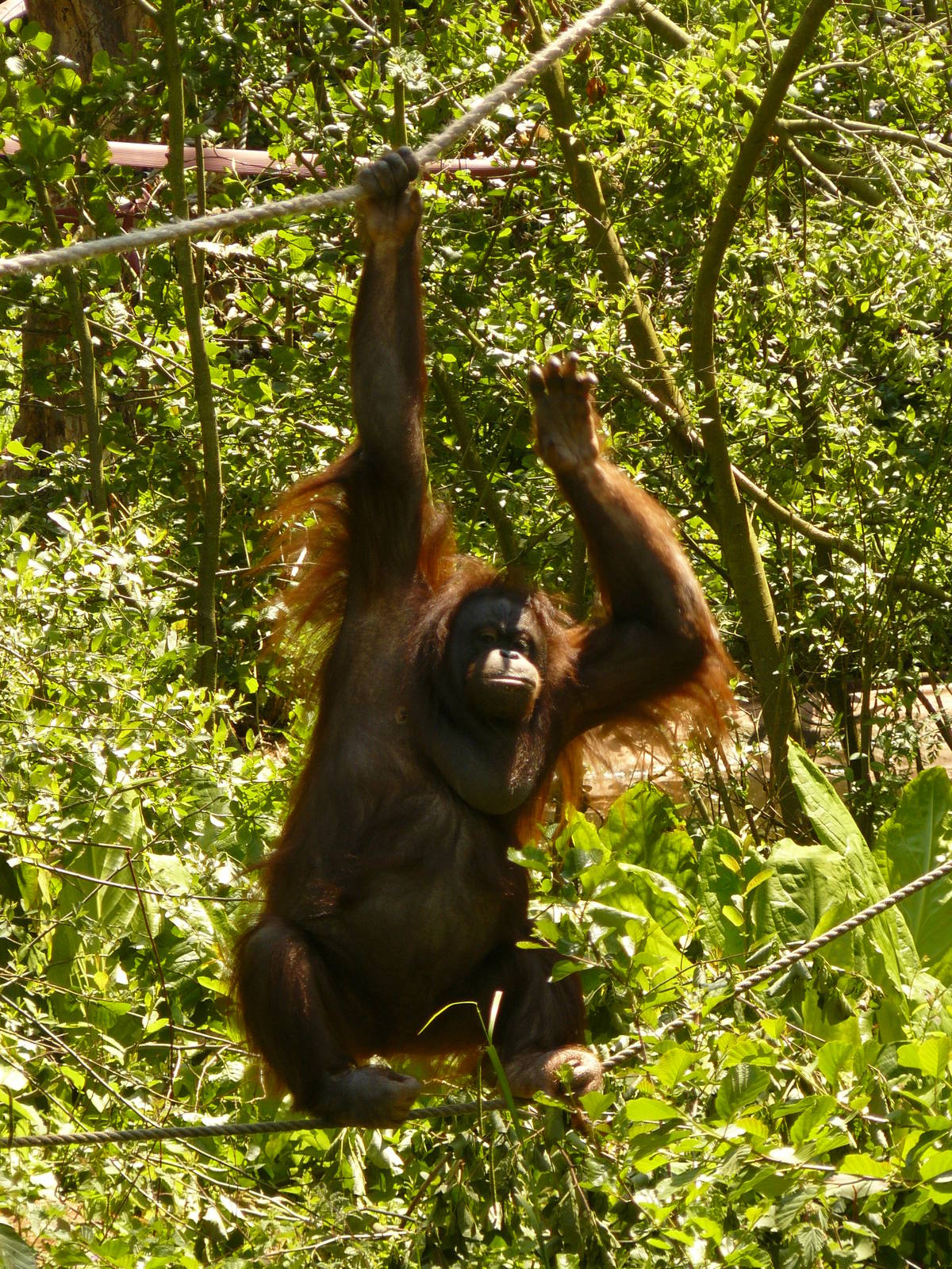 CHINTA [as requested by Pertinax}