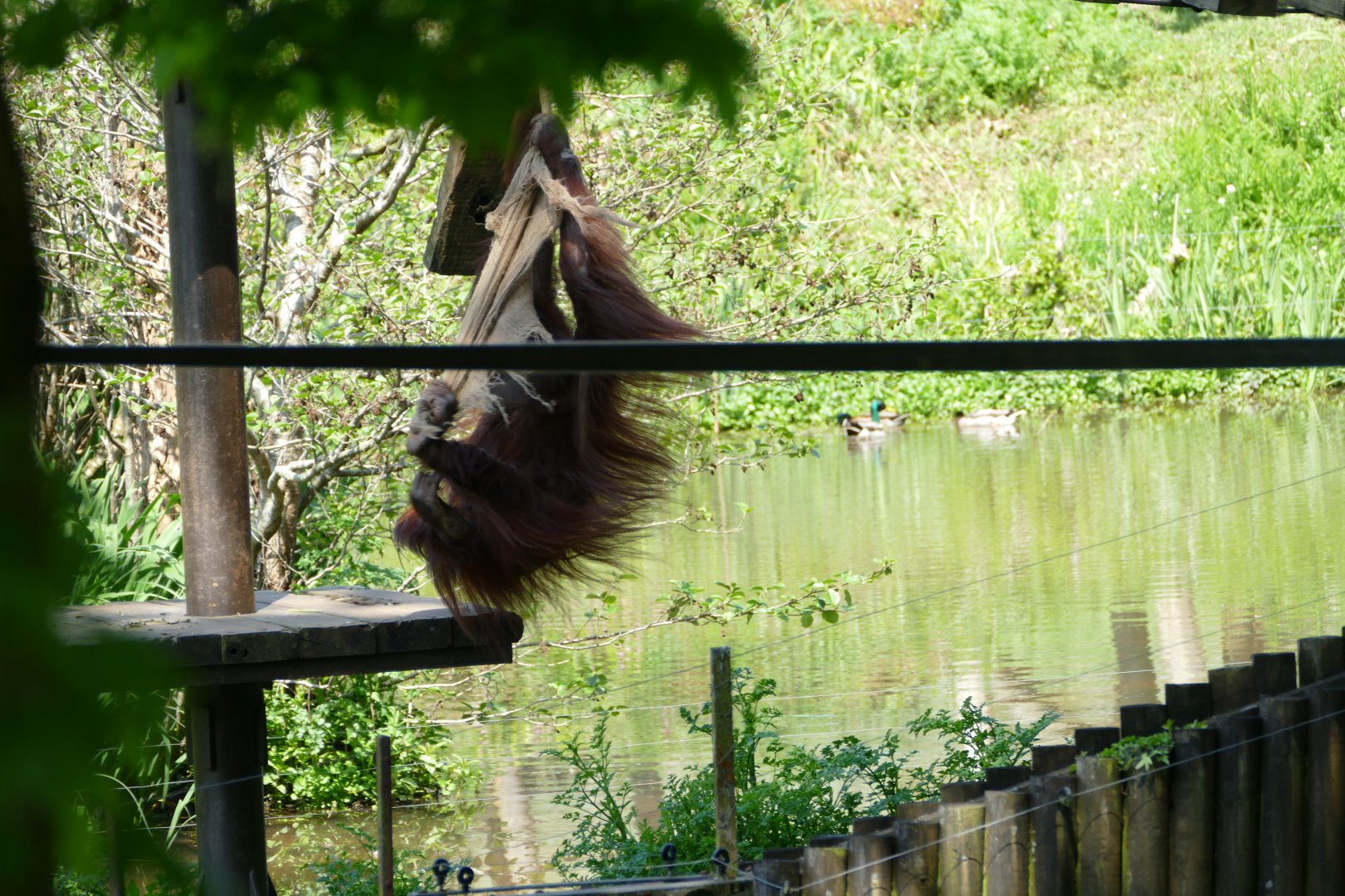 Chinta, Bornean orangutan, May 2018