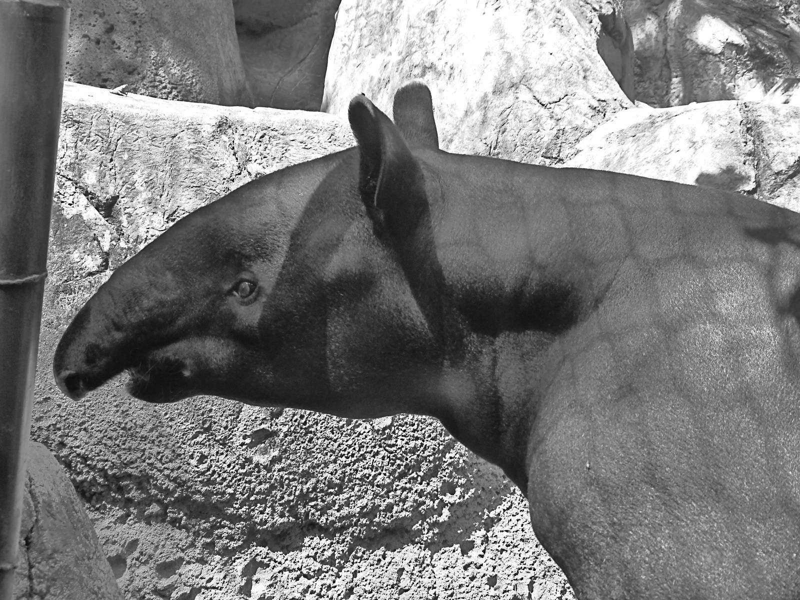 Chip, the Malayan Tapir