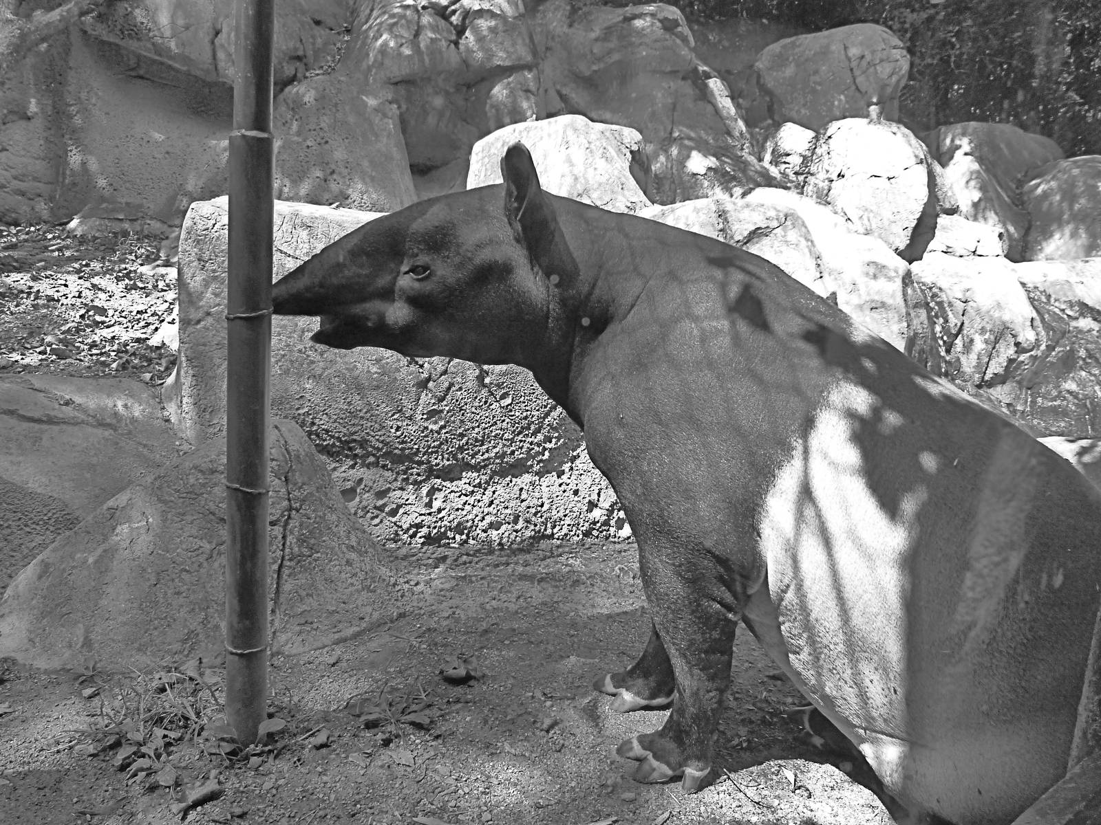 Chip, the Malayan Tapir