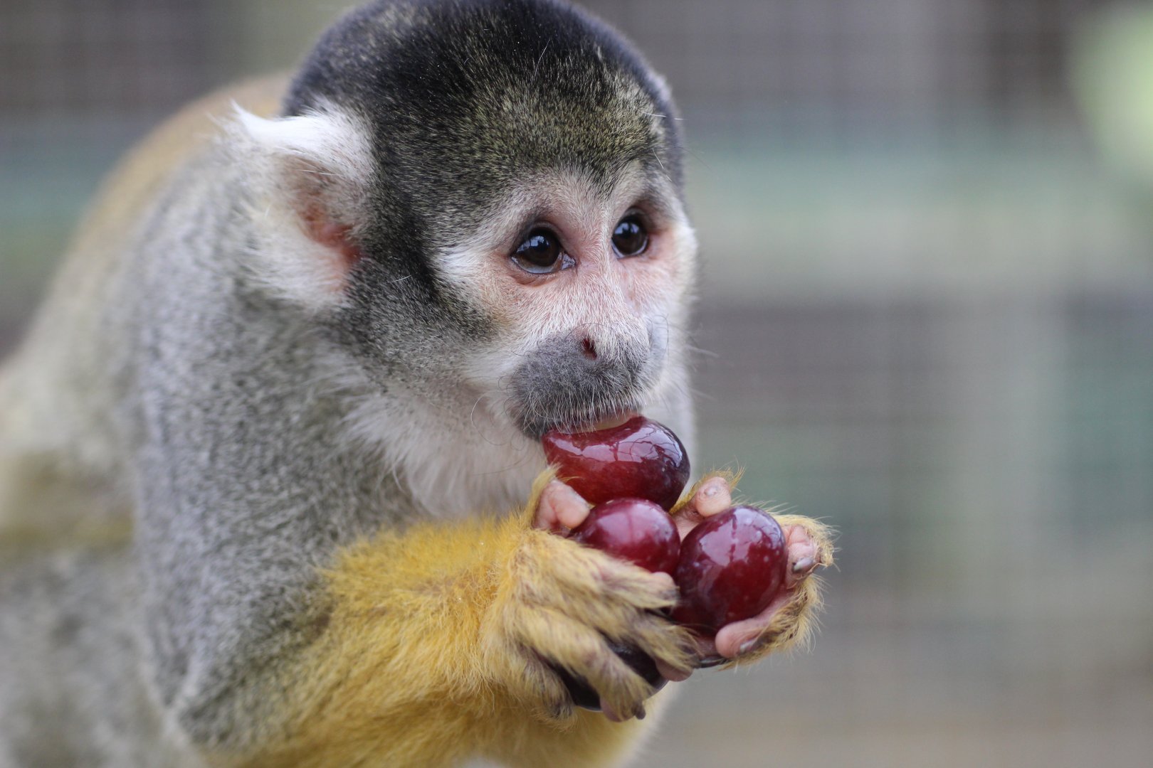 Chip The Squirrel Monkey