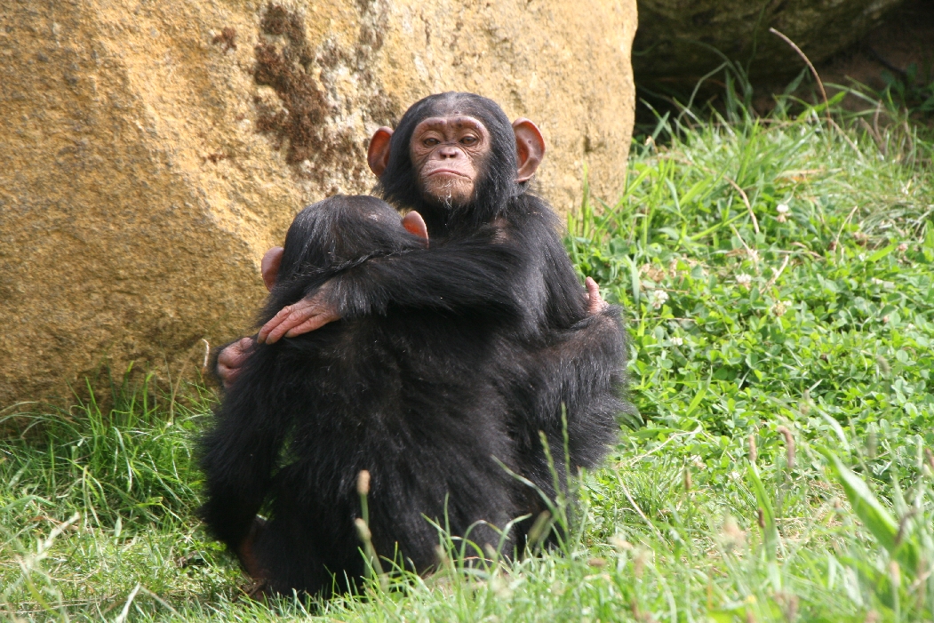 Chipanzee Youngsters #1