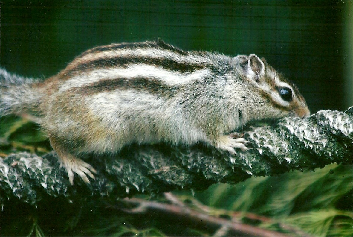 Chipmunk 11th September 2012