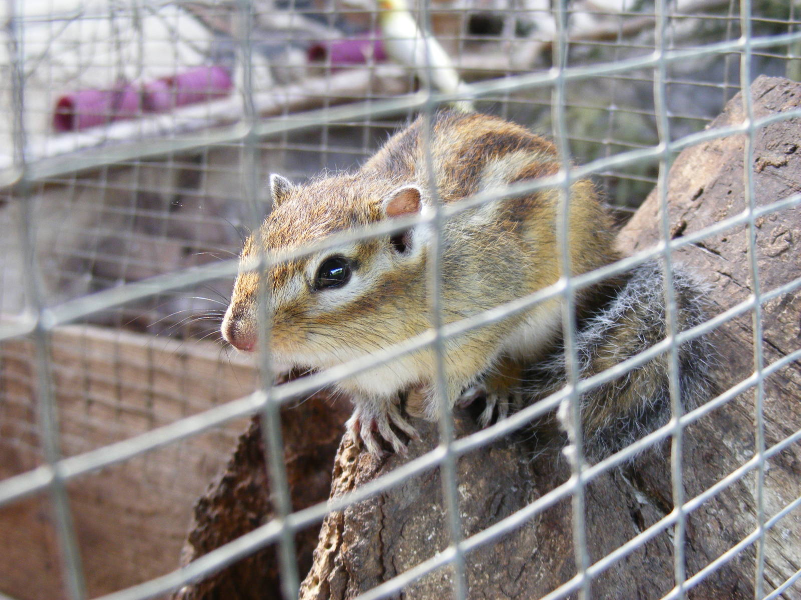 Chipmunk at Auchingarrich Wildlife Centre, 20 May 2010
