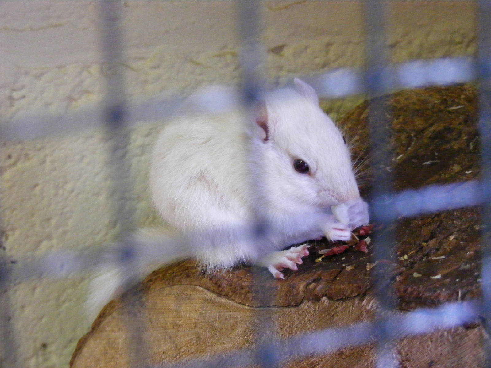 Chipmunk at Birdworld, 20 June 2010