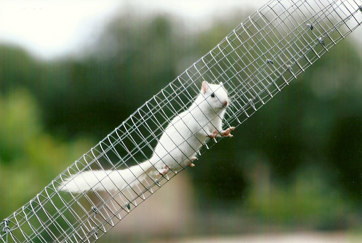 Chipmunk in overhead run 11th September 2012
