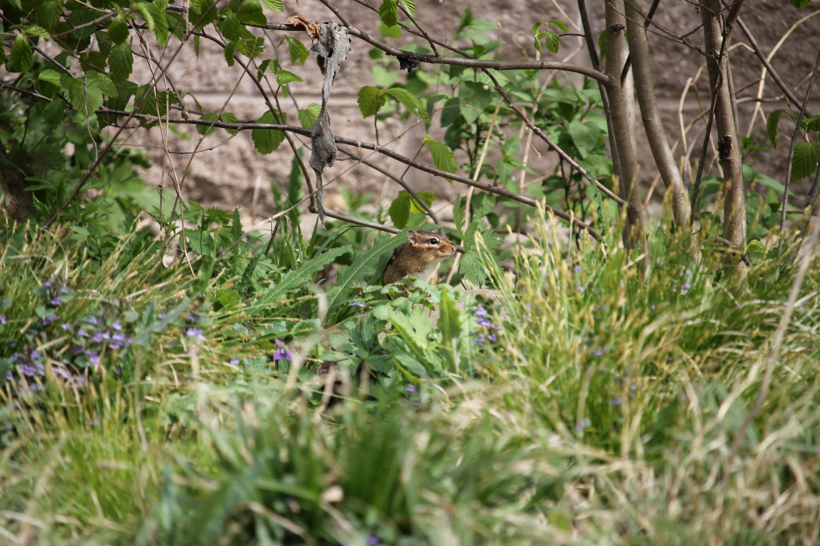 Chipmunk peeking out