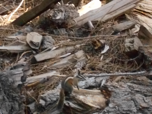 Chipmunk, Sequoia-King's Canyon National Park