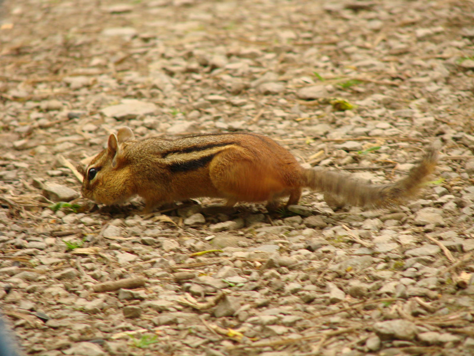 Chipmunk