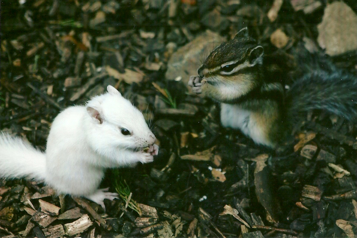 Chipmunks 11th September 2012