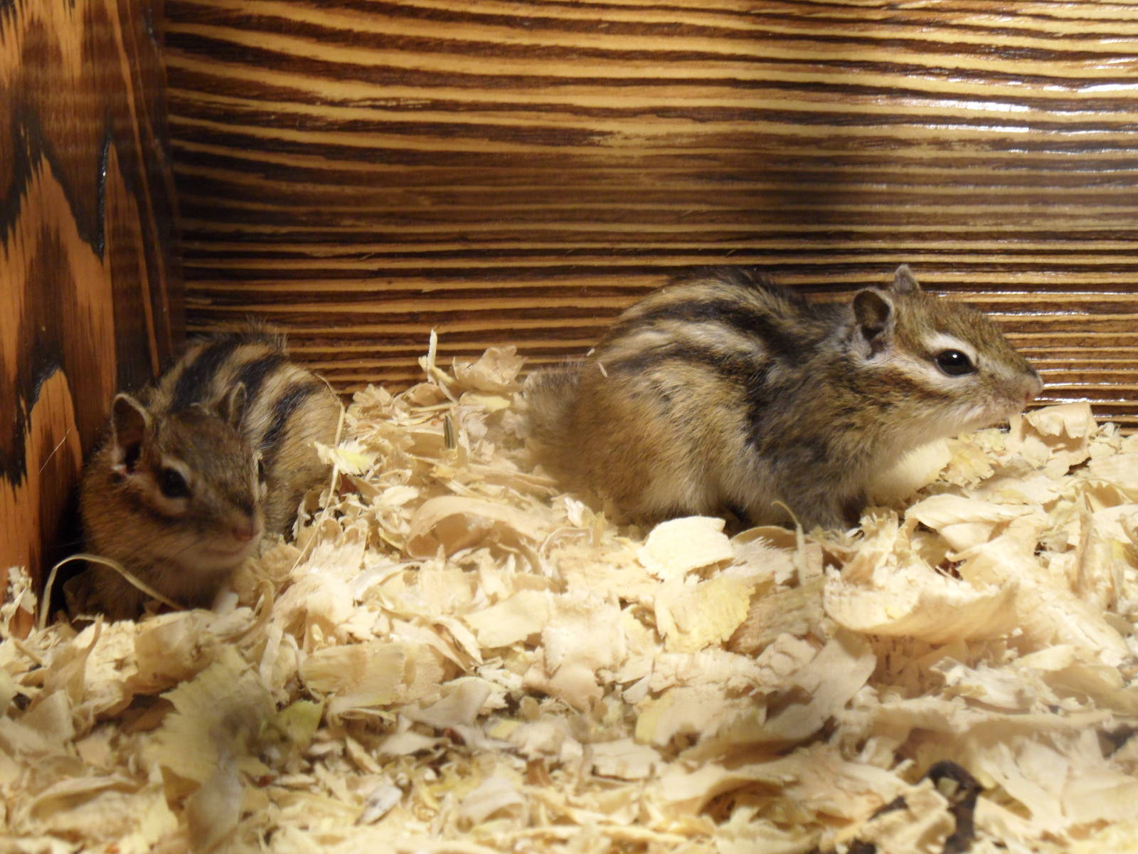 Chipmunks