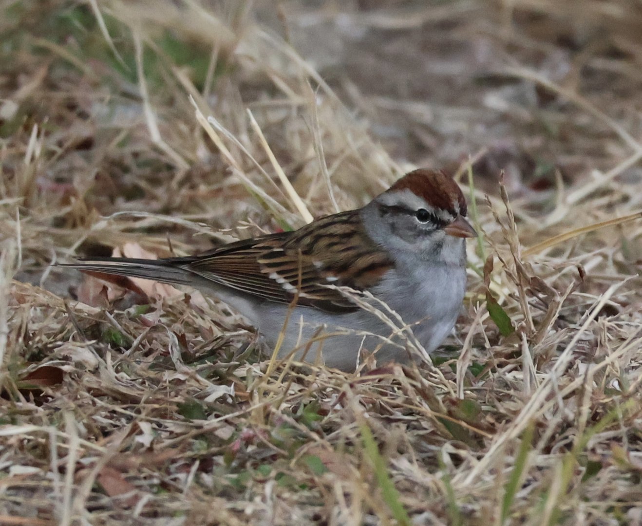 Chipping Sparrow (Spizella passerina)+ my first picture with my new camera!