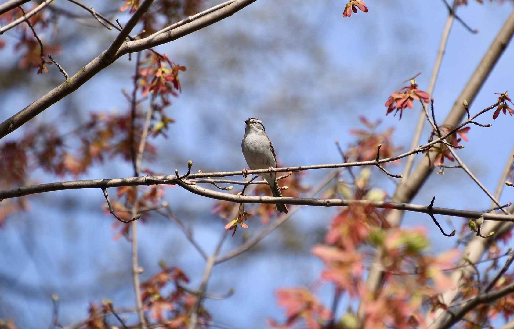 Chipping Sparrow (Spizella passerina passerina) - wild