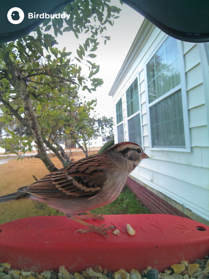 Chipping Sparrow (Spizella passerina)