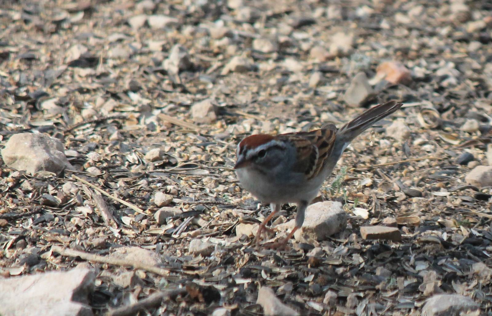 Chipping Sparrow