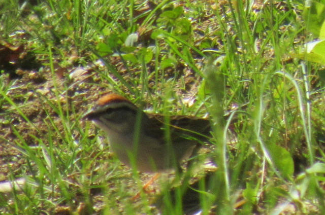 chipping sparrow