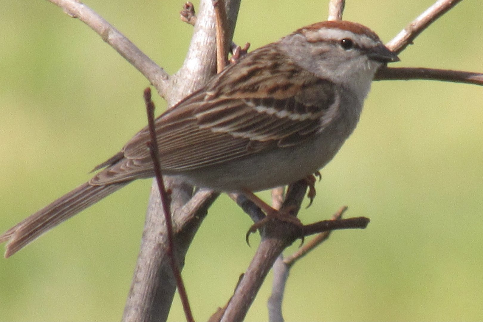Chipping sparrow