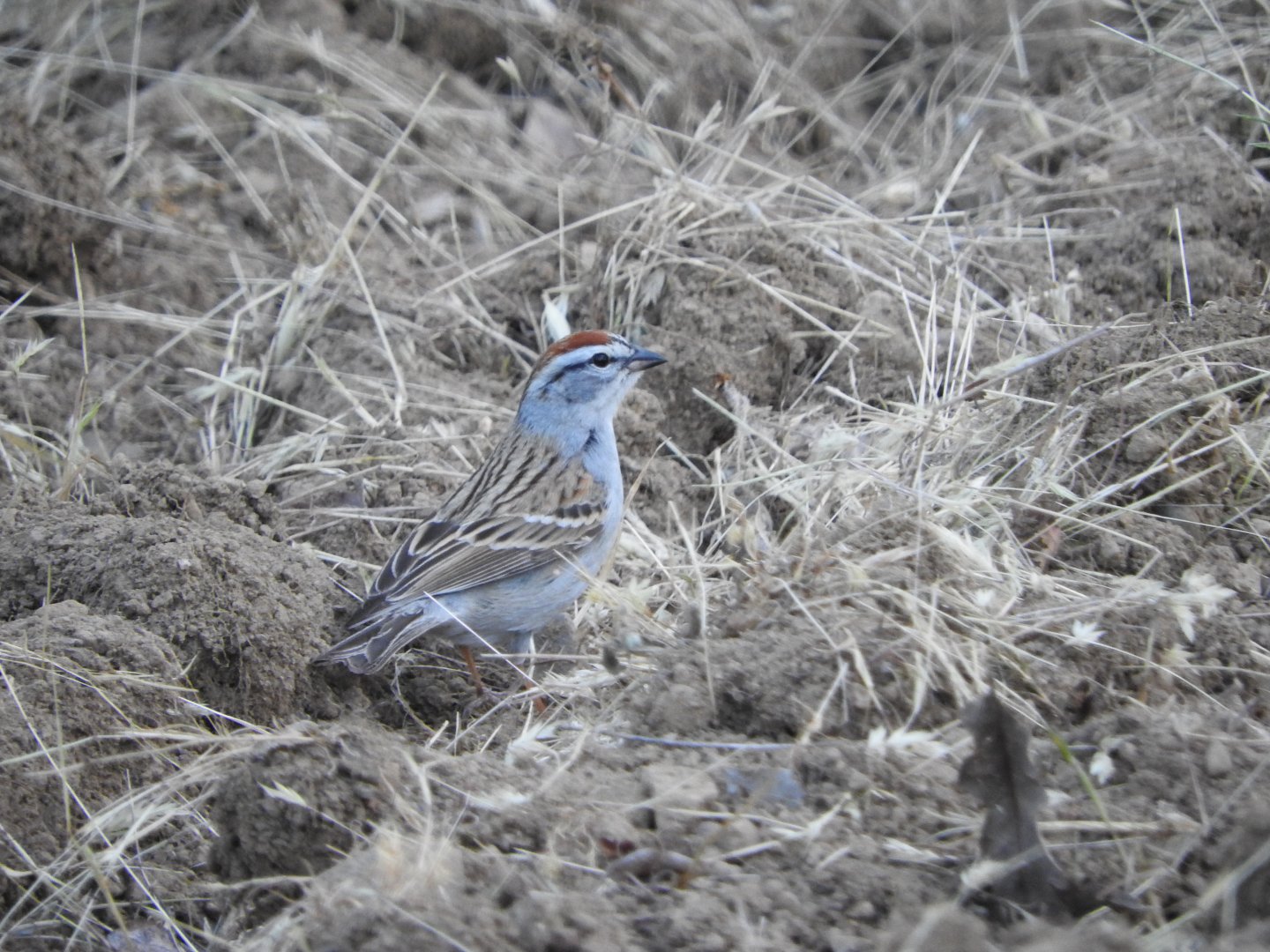 Chipping Sparrow