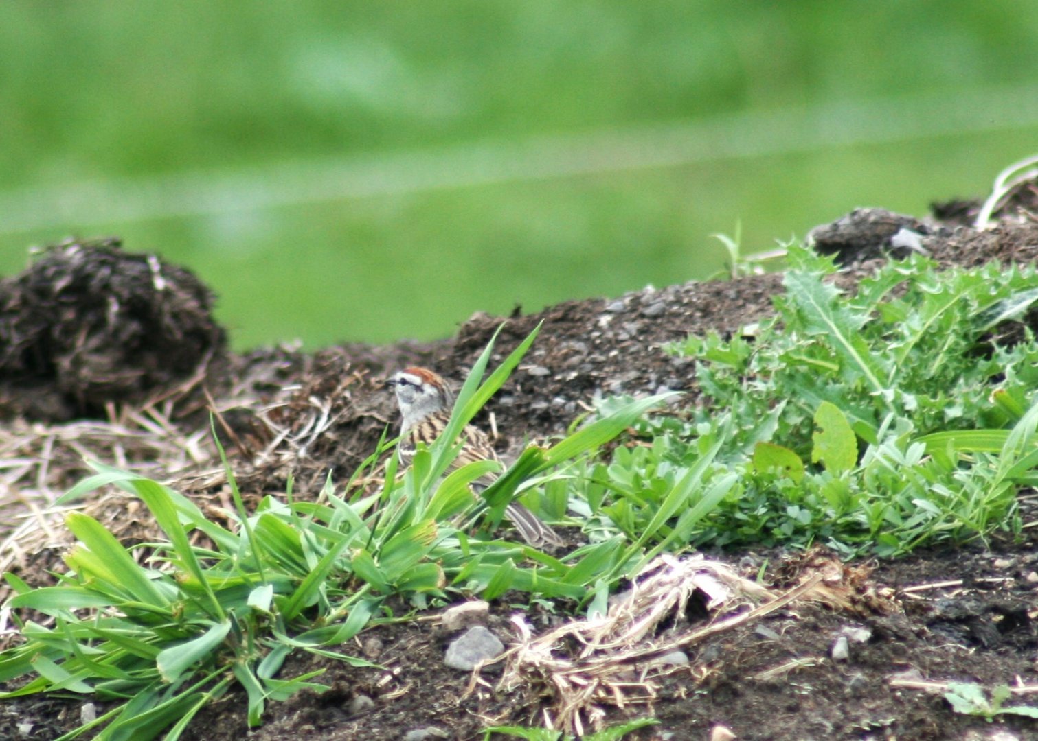 Chipping Sparrow