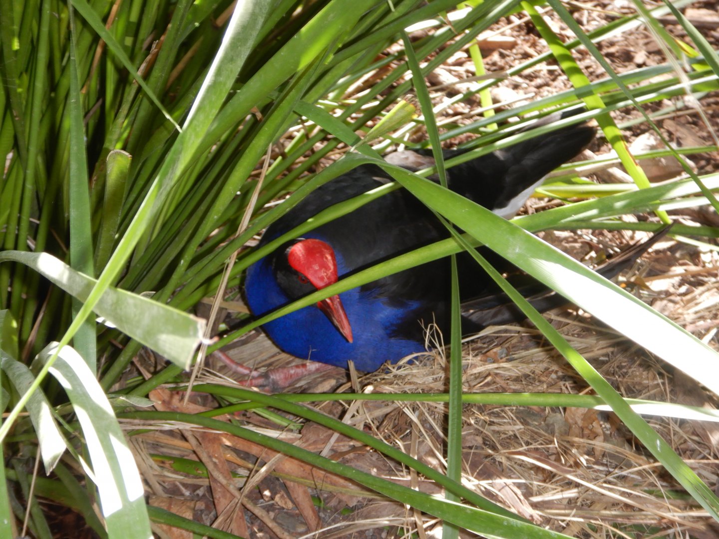 Chips the Purple Swamp Hen