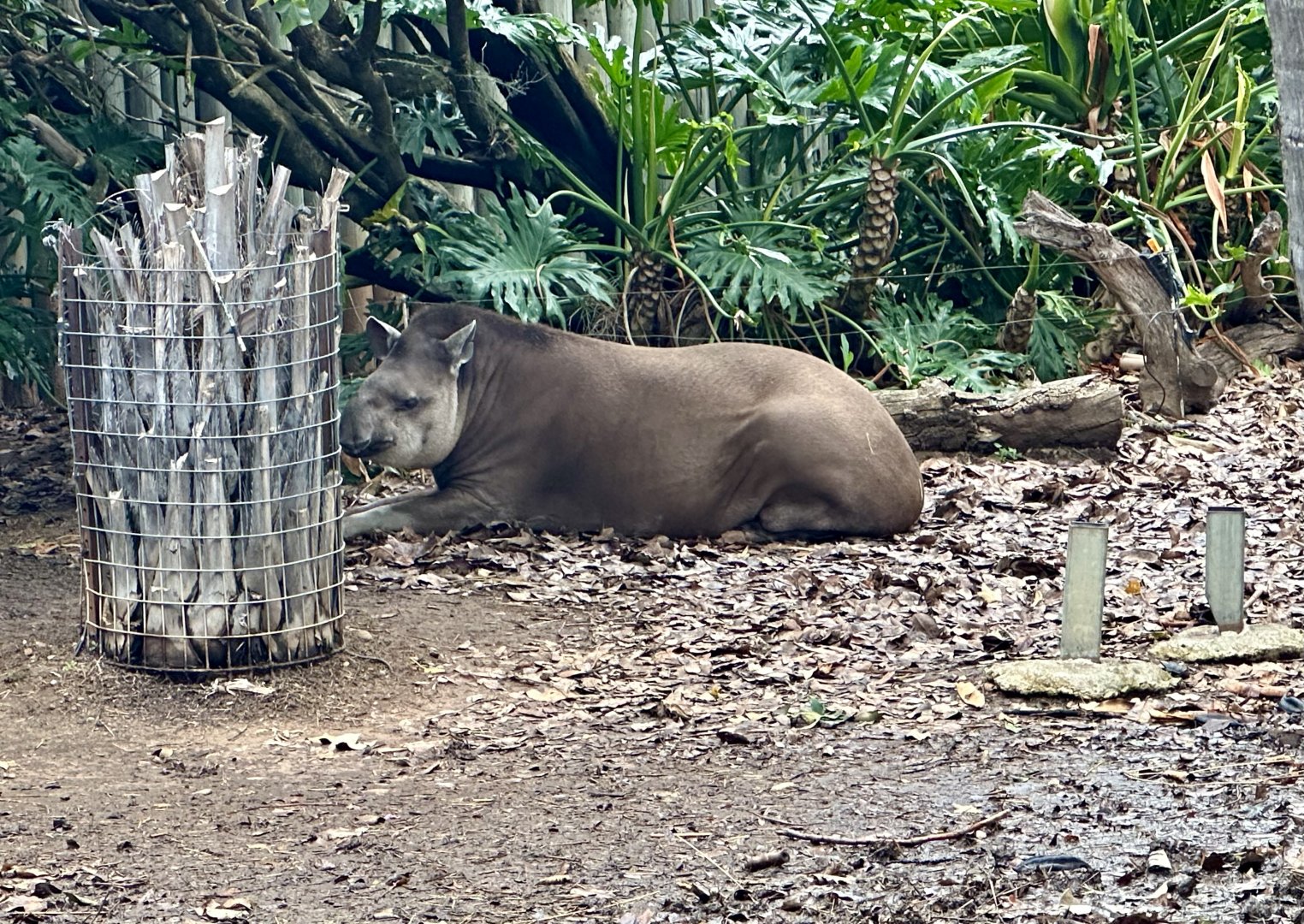 Chiquita (Brazilian Tapir)