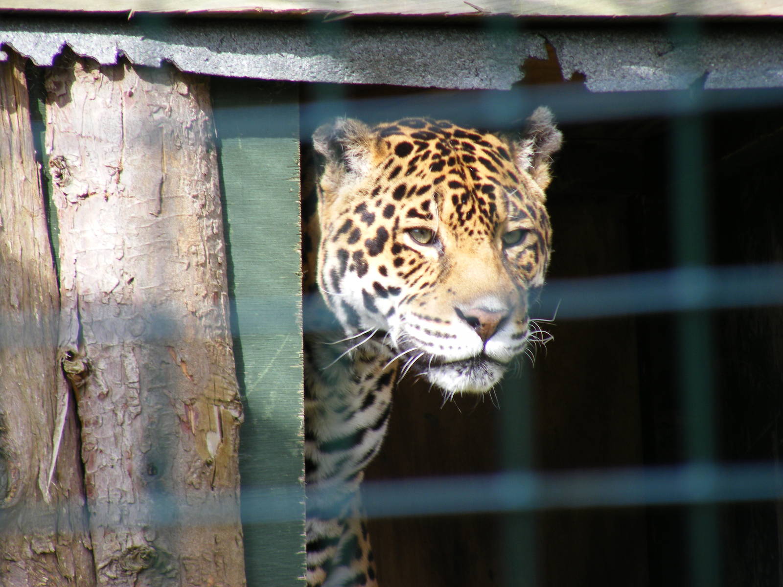 Chiquita the jaguar at Isle of Wight Zoo, 5 April 2010