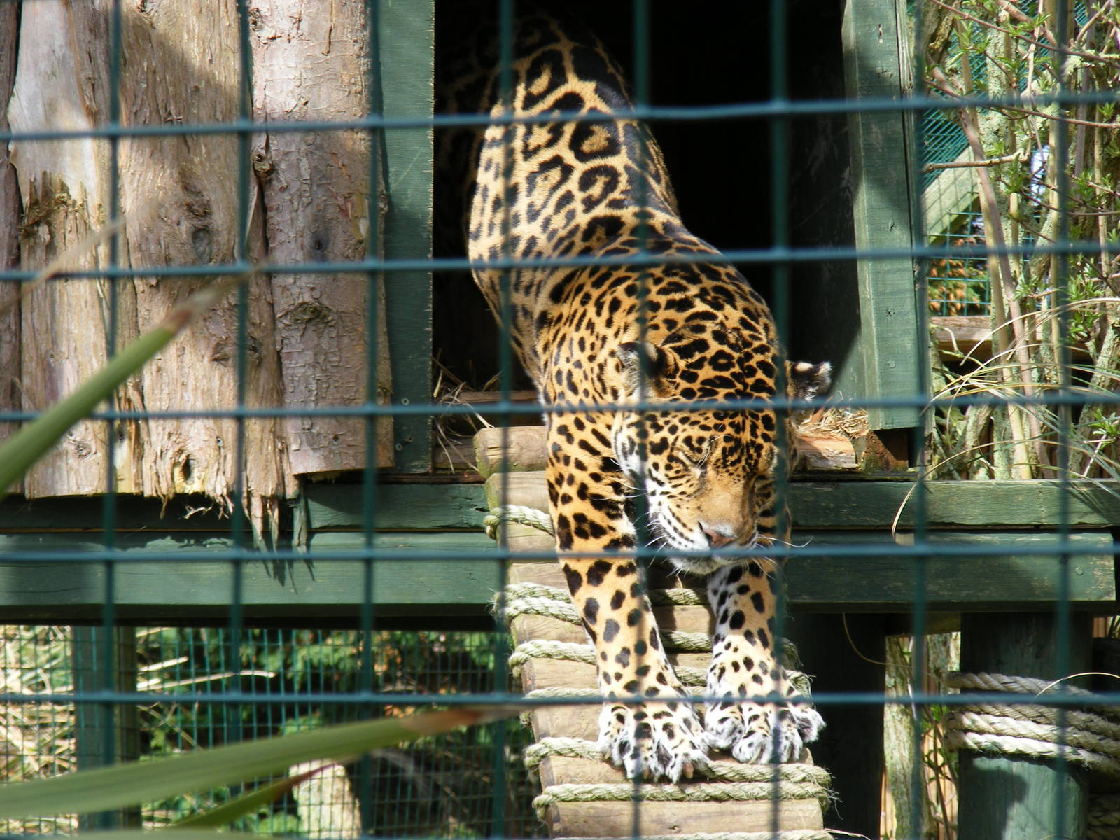 Chiquita the jaguar at Isle of Wight Zoo, 5 April 2010