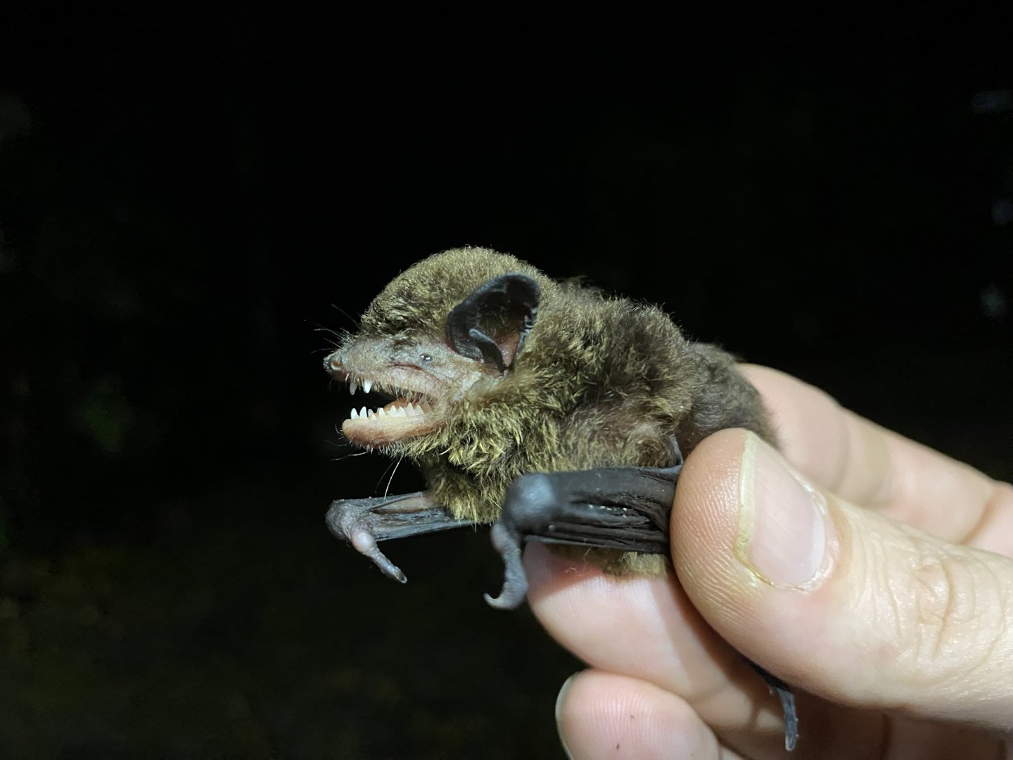 Chiriqui Brown Bat (Eptesicus chiriquinus)