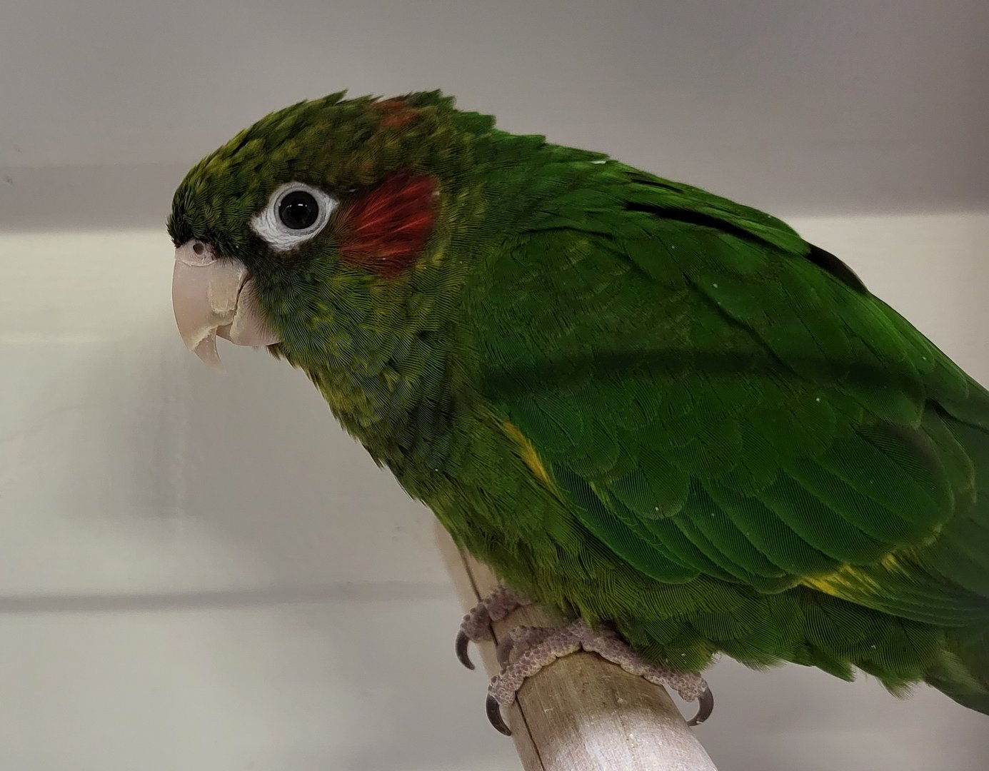 Chiriqui conure (Pyrrhura hoffmanni gaudens)