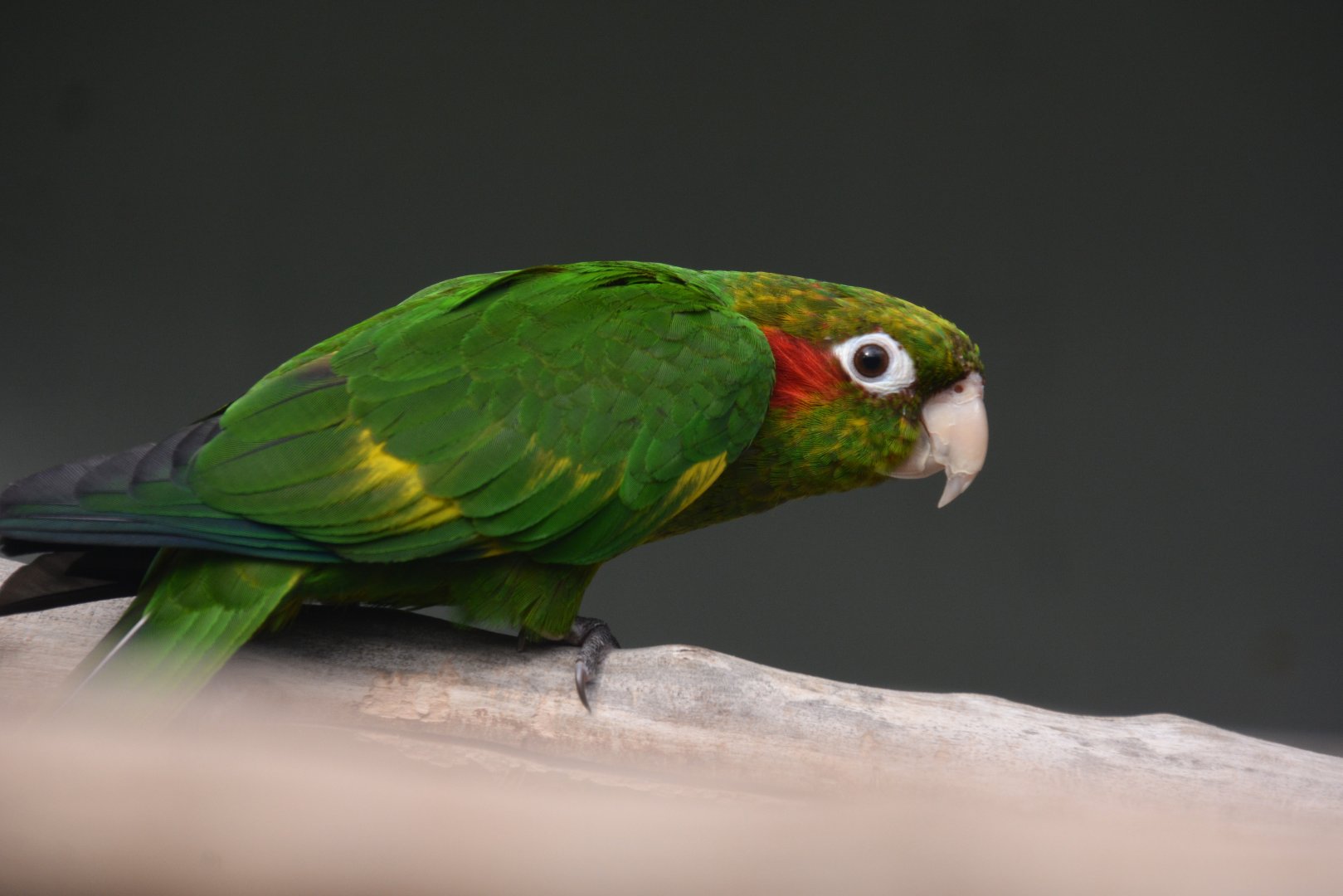 Chiriqui parakeet (Pyrrhura hoffmanni gaudens)