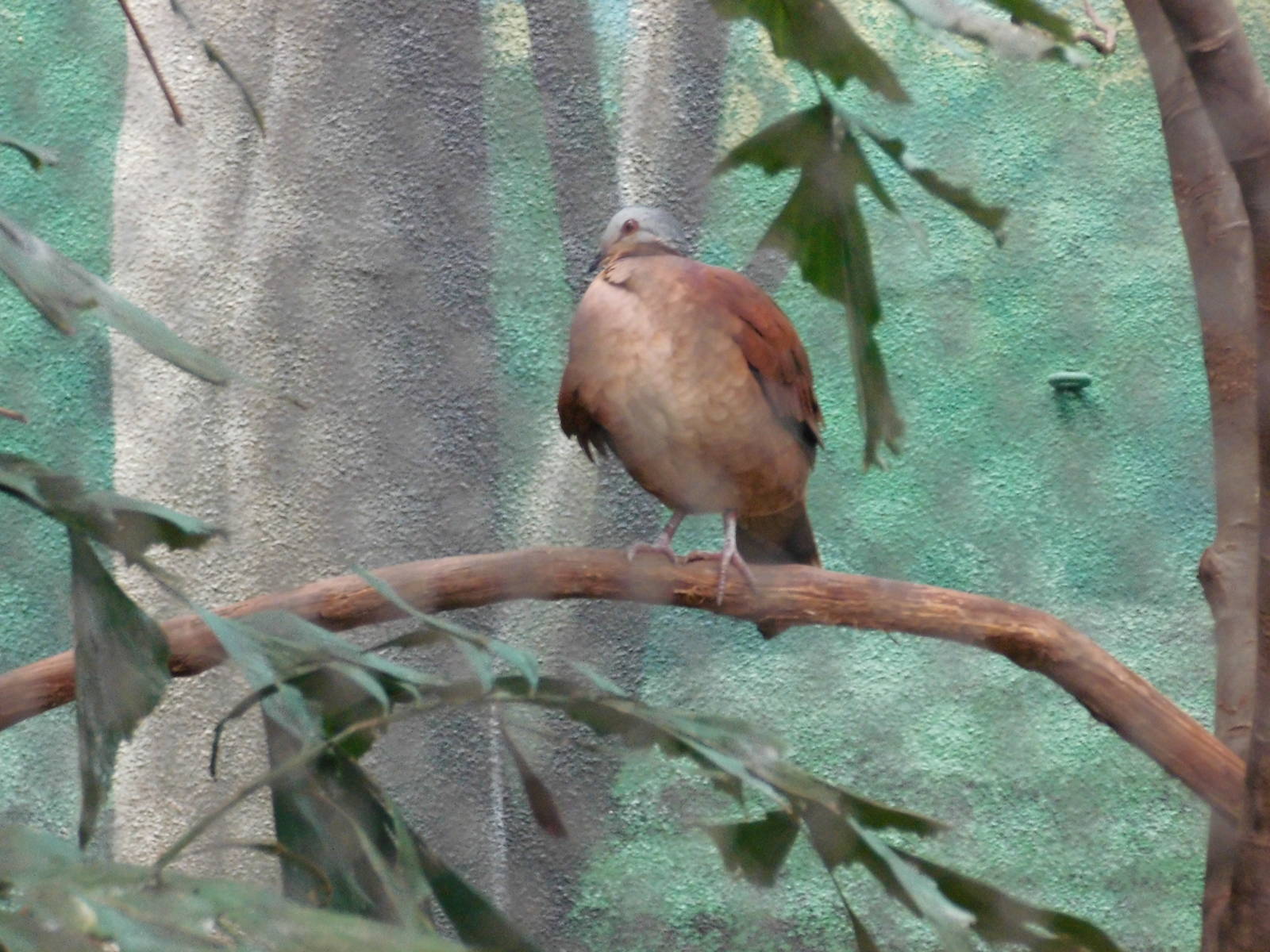 Chiriqui quail dove at Philadelphia zoo 2015-03-08