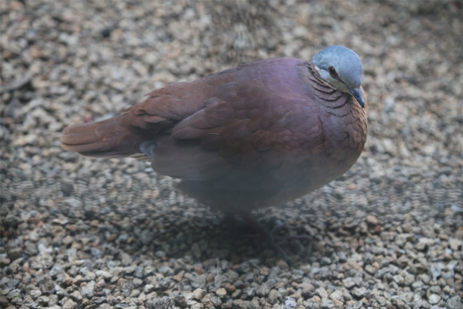 Chiriqui Quail-dove (Geotrygon chiriquensis)