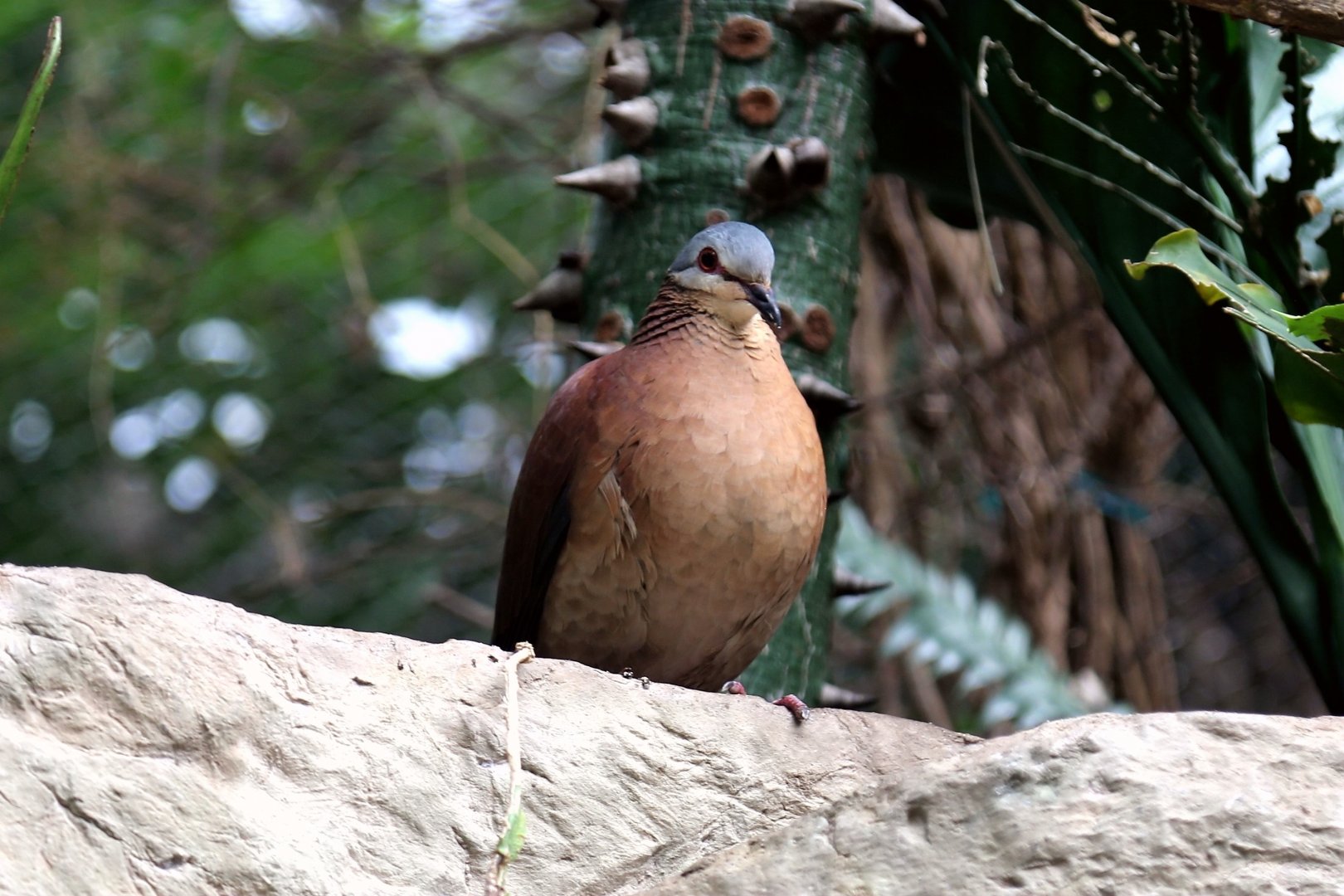 Chiriqui quail-dove (Zentrygon chiriquensis)