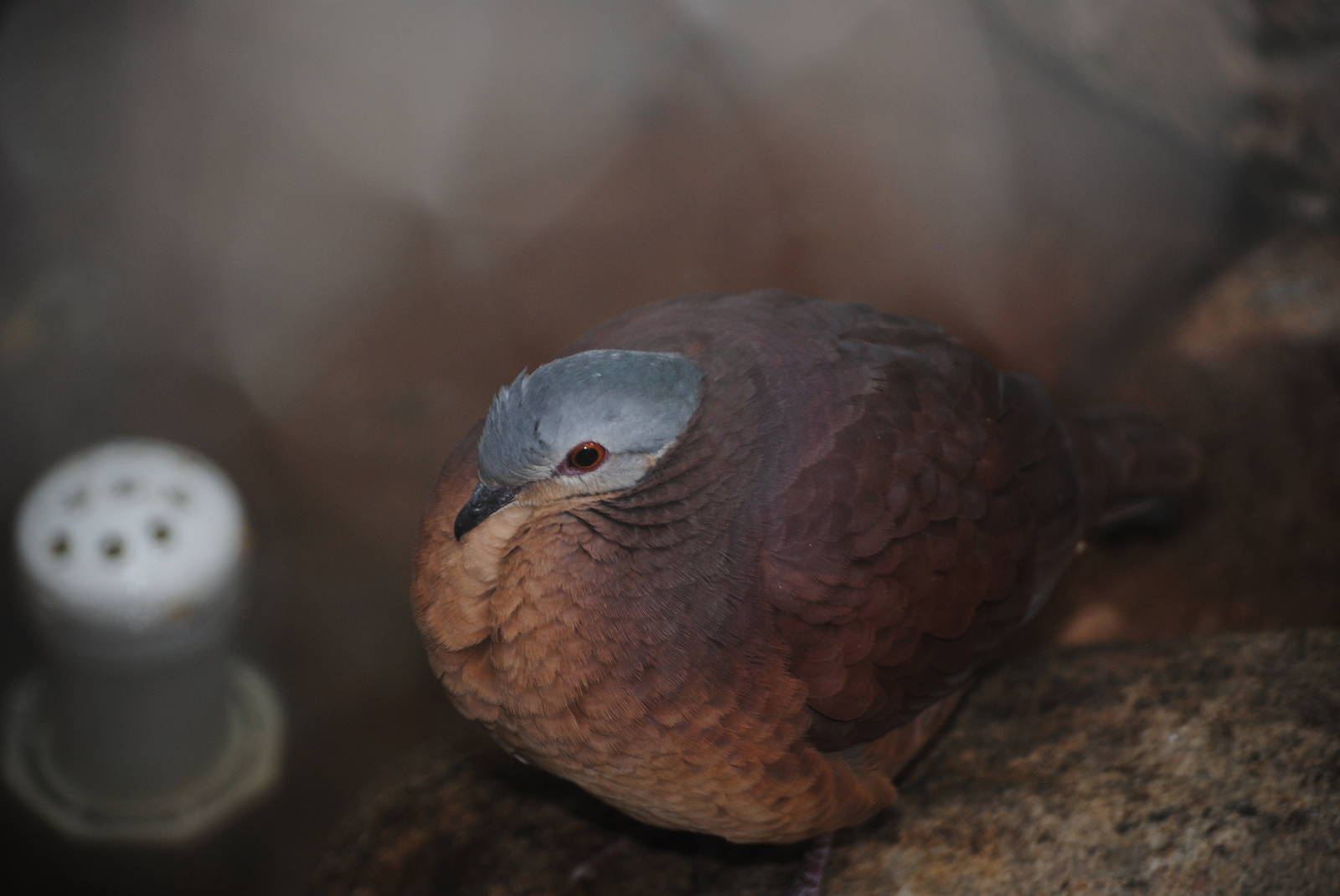 Chiriqui Quail-Dove