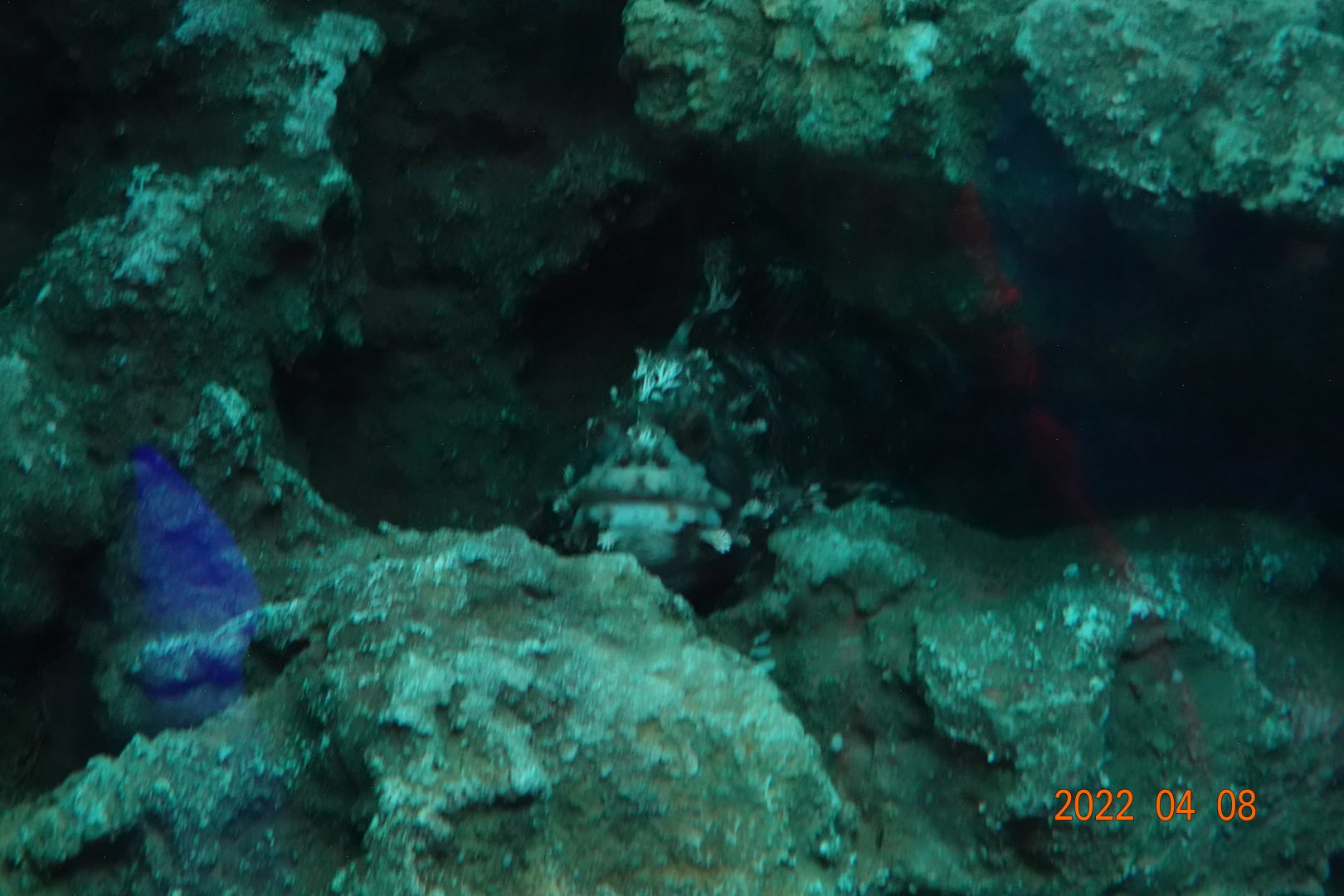 Chirolophis japonicus - Xpark