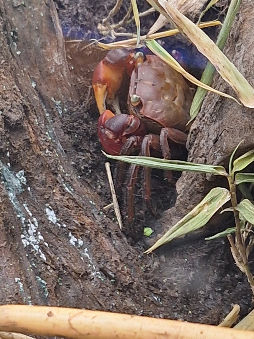 Chiromantes haematocheir