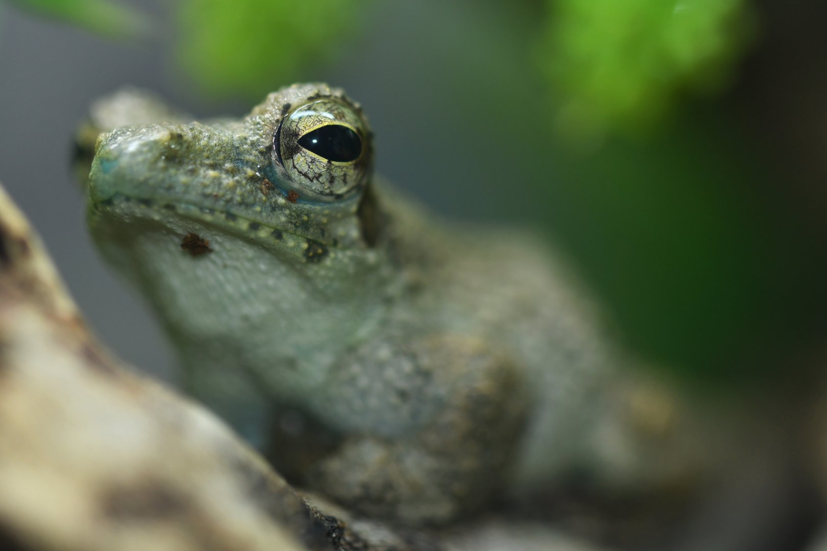 Chiromantis rufescens