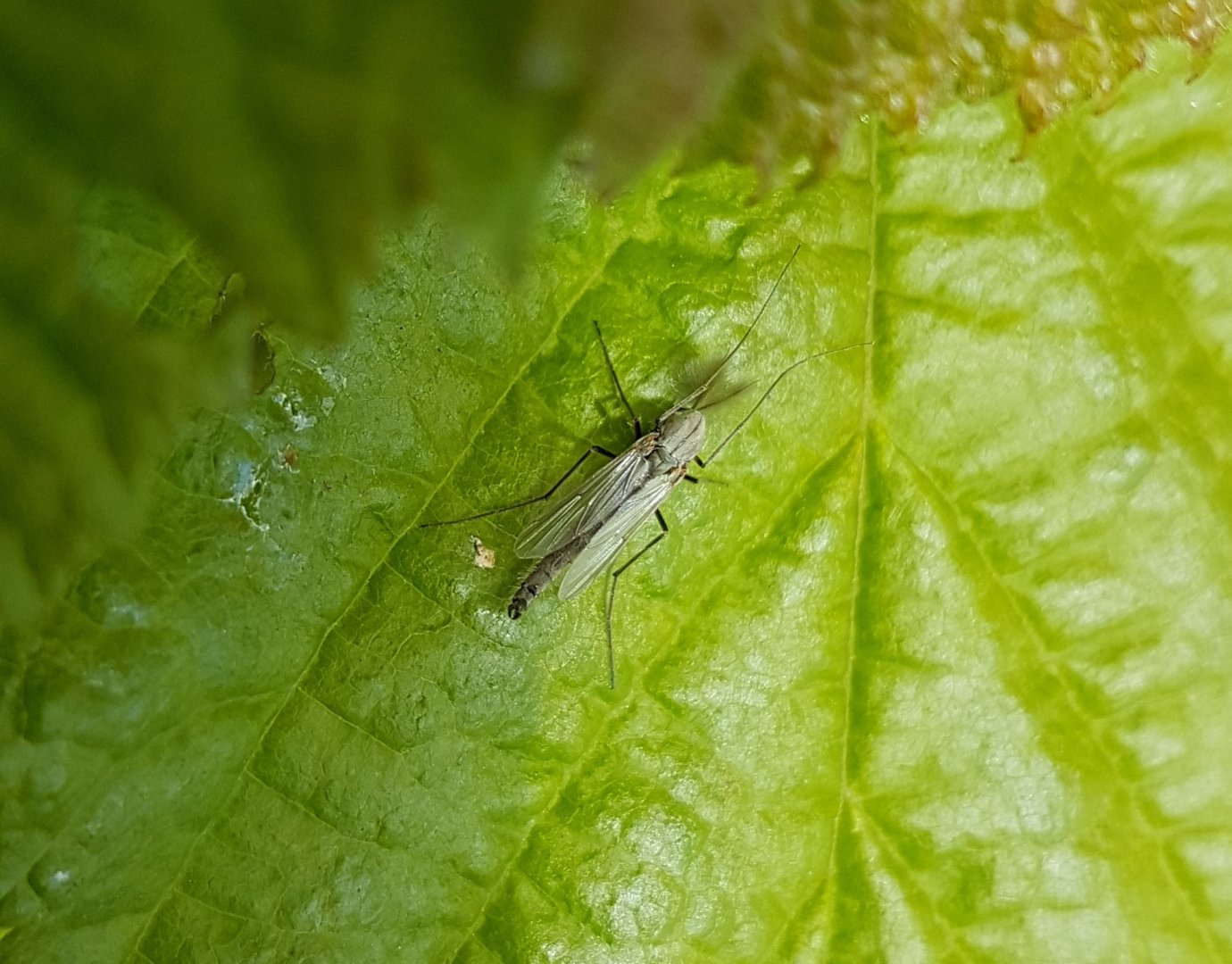 Chironomid species